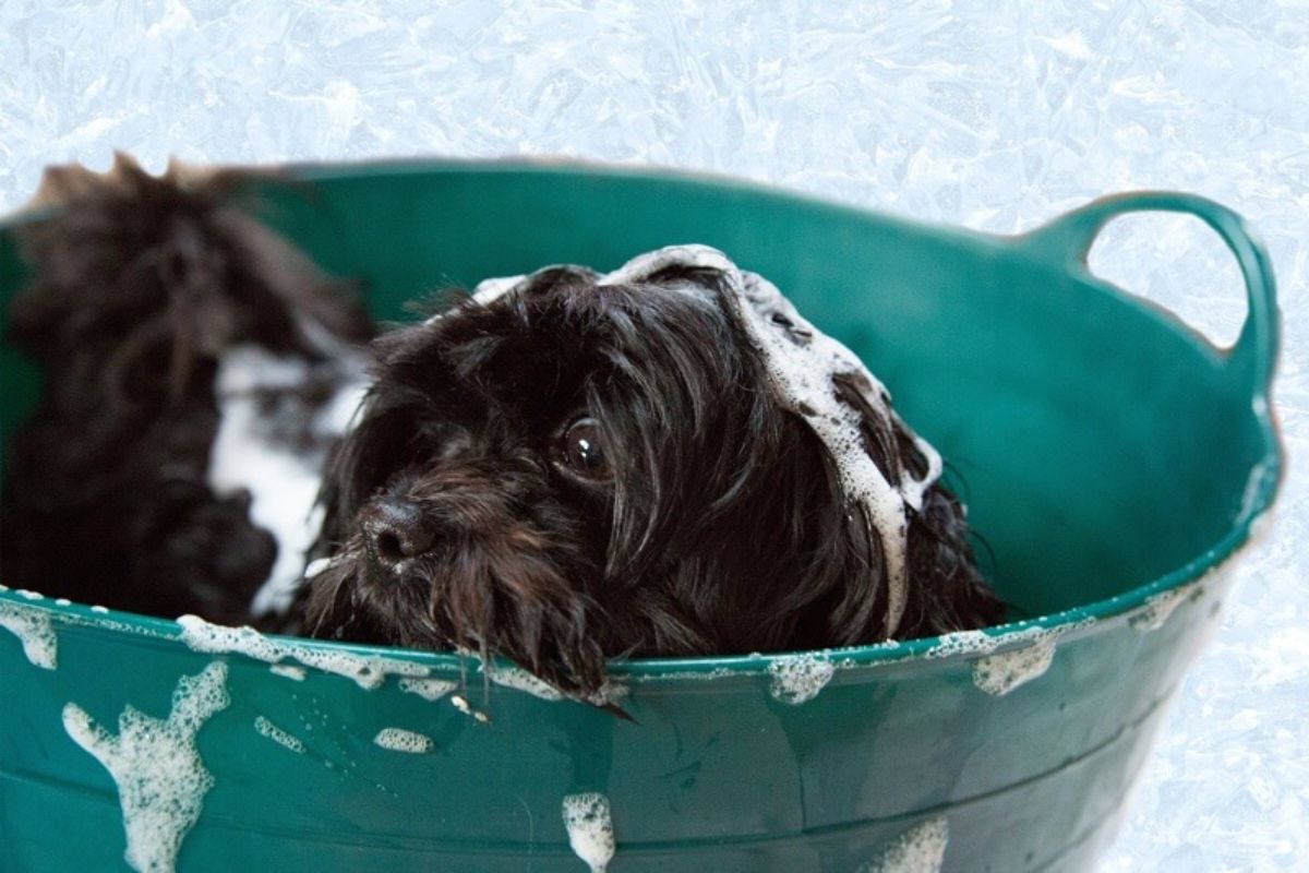 fluffy black dog with soap suds all over it inside a green bucket