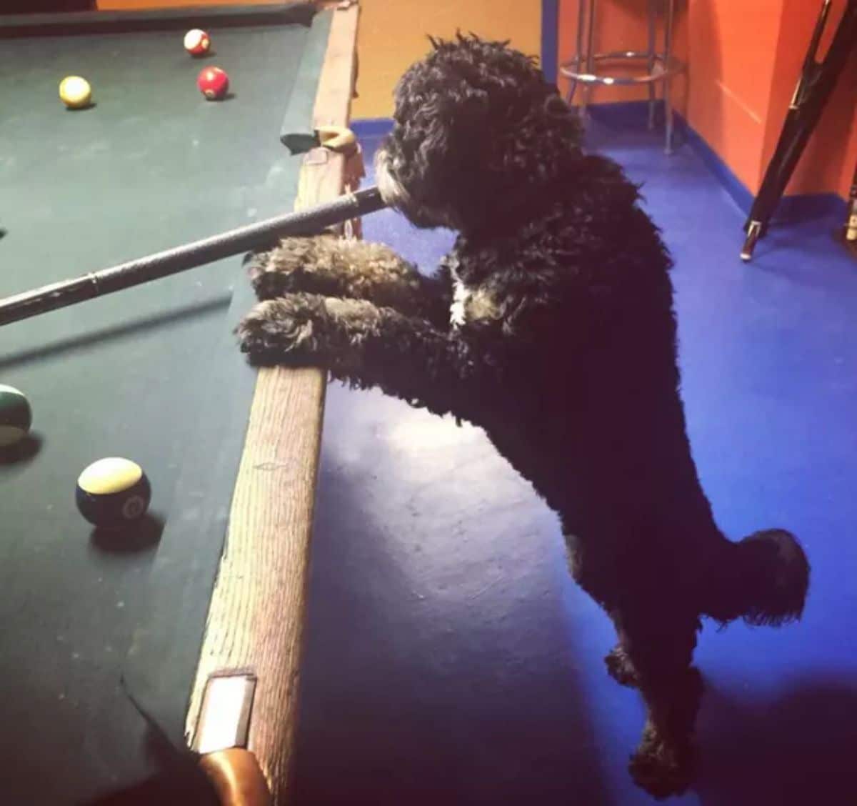 fluffy black poodle standing on hind legs with front legs on a pool table and holding a pool cue in the mouth
