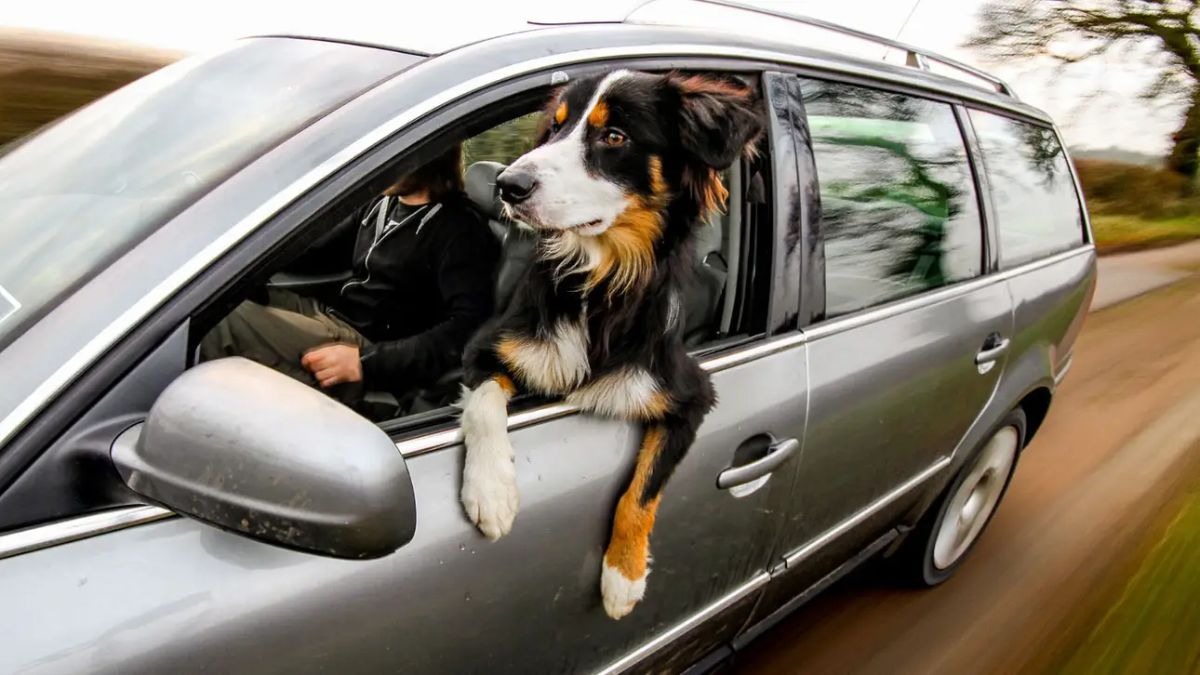 fluffy black white and brown dog leaning out of a black car window