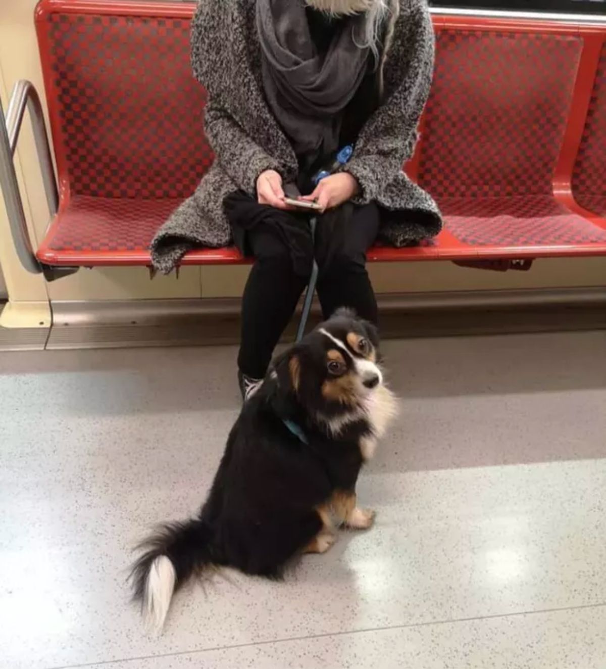 fluffy black white and brown dog on a leash sitting on the floor with a woman sitting on a red train seat