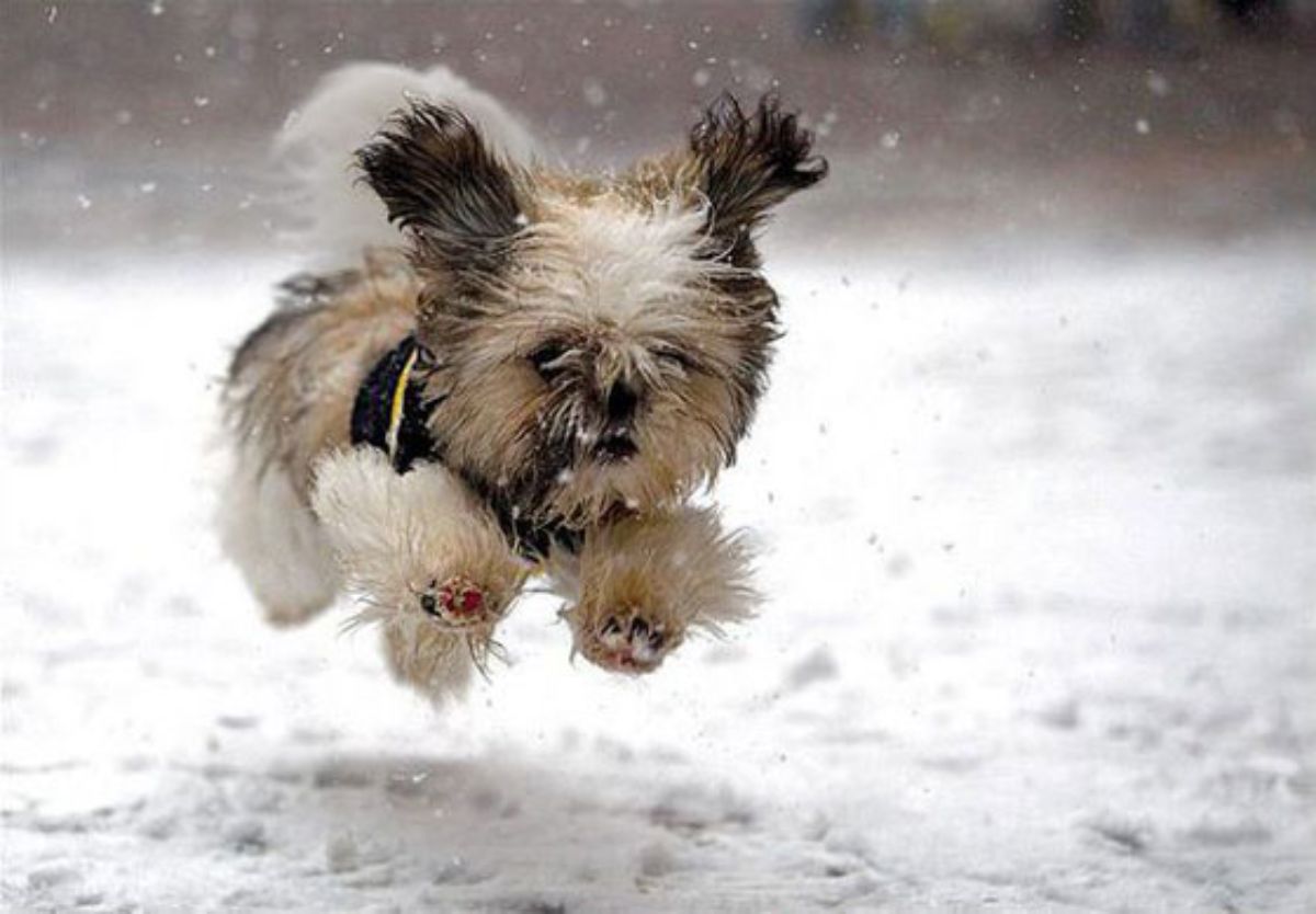 fluffy black white and brown dog running in snow with legs up in the air