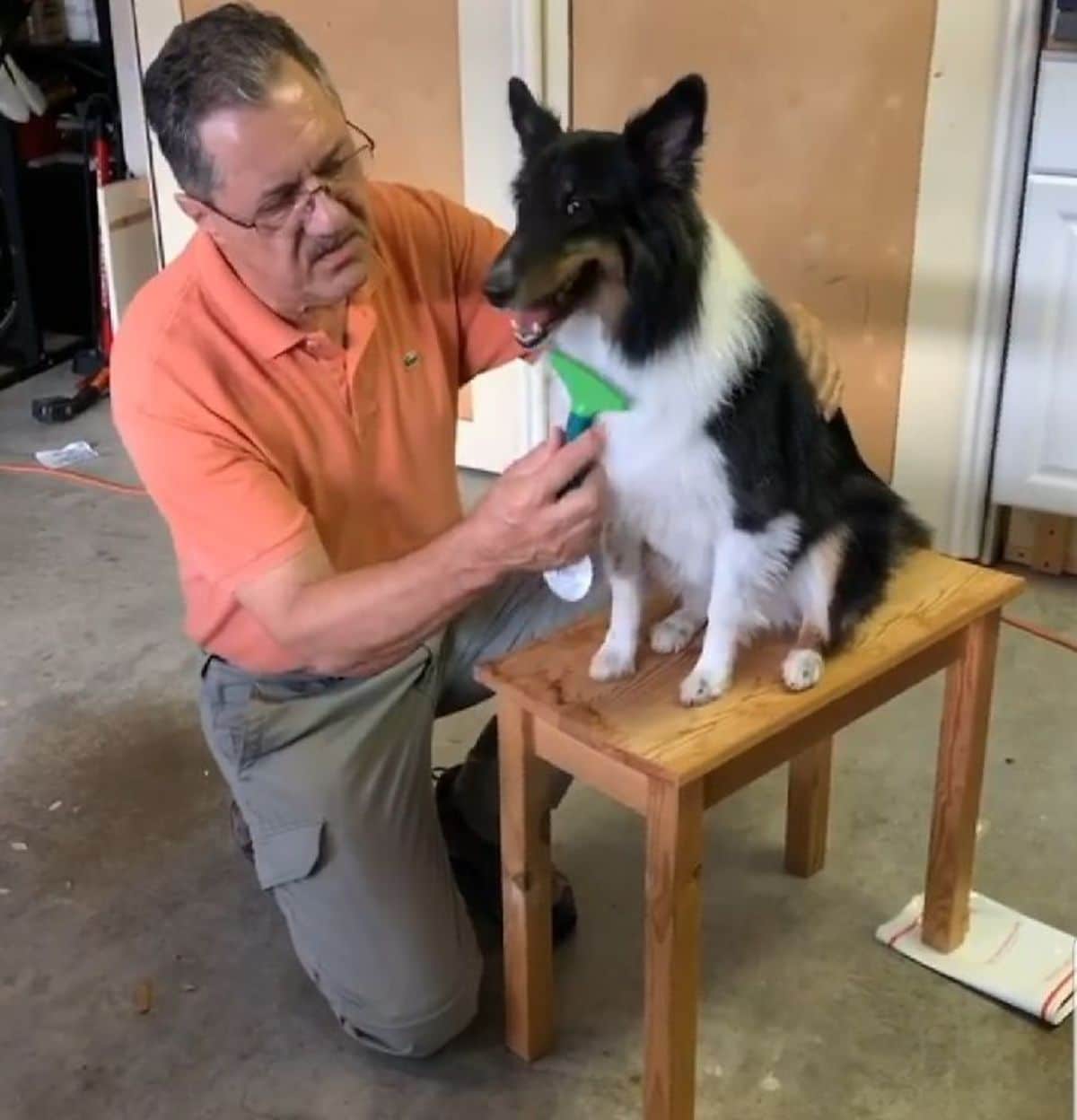 fluffy black white and brown dog sitting on a wooden table being brushed by an old man