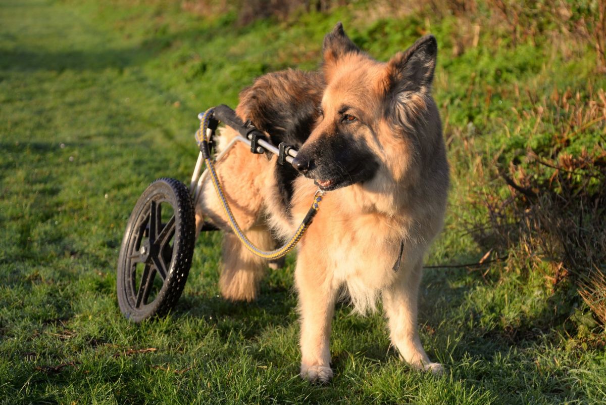fluffy brown and black dog in a wheelchair standing on grass