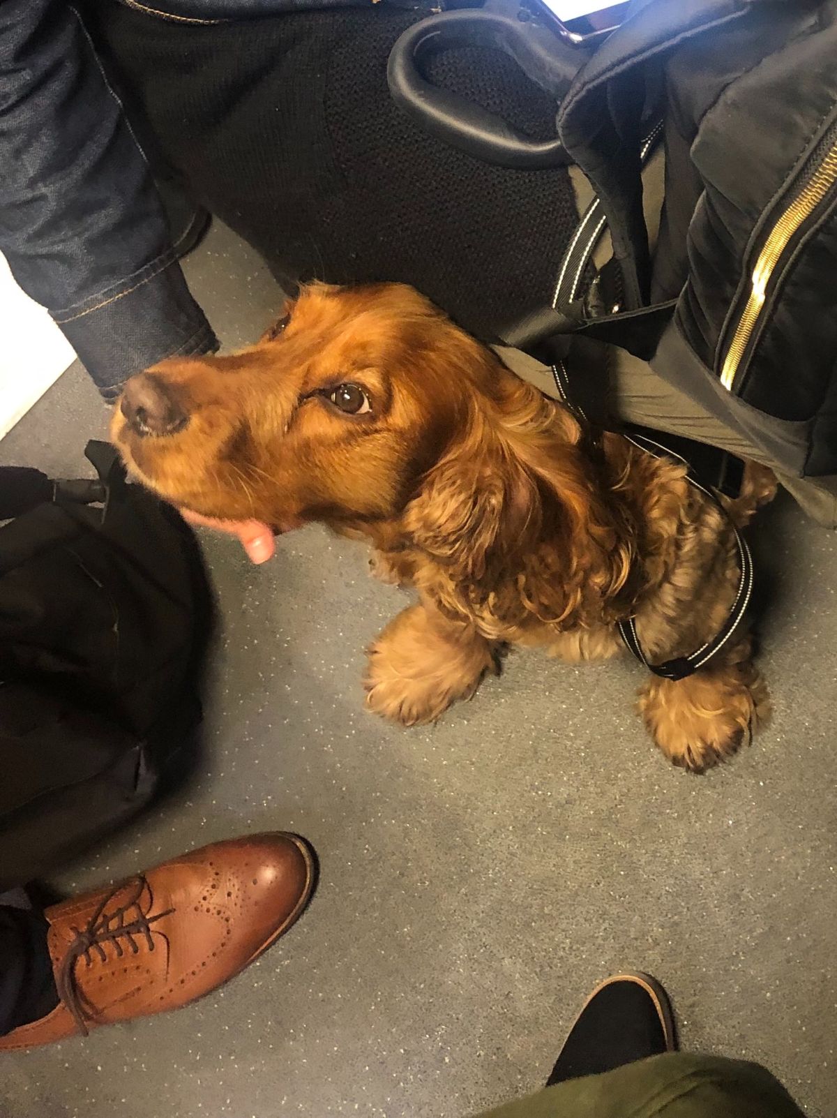 fluffy brown and black dog sitting on a train floor surrounded by people