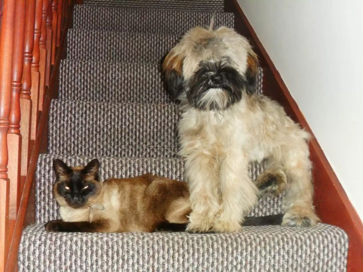 fluffy brown and black dog standing on a stair next to a brown and black siamese cat laying on the stair