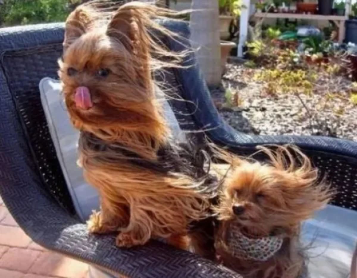 fluffy brown and black terrier sitting on a lawn chair with the fur being blown back by the wind