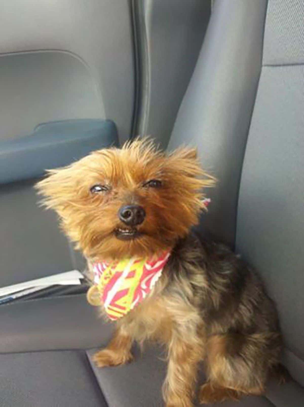 fluffy brown and black yorkshire terrier with narrowed eyes in a white red and yellow bandana sitting on a car seat