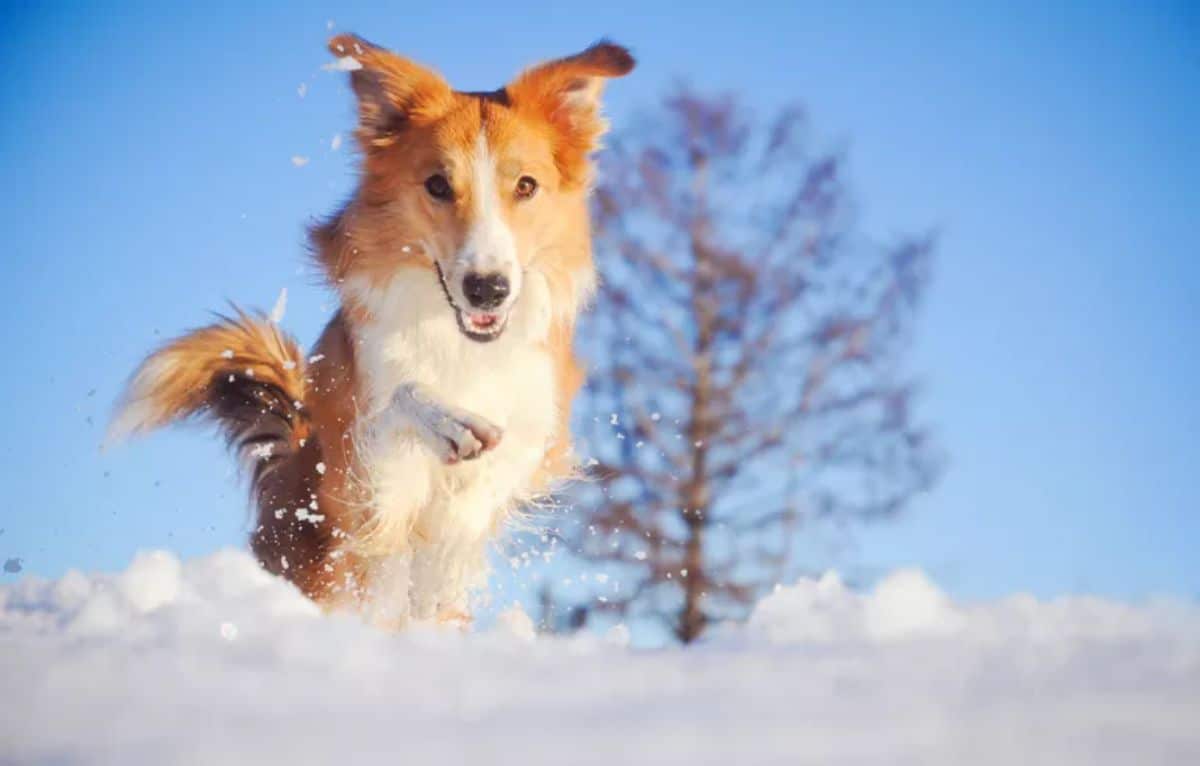 fluffy brown and white collie running in snow