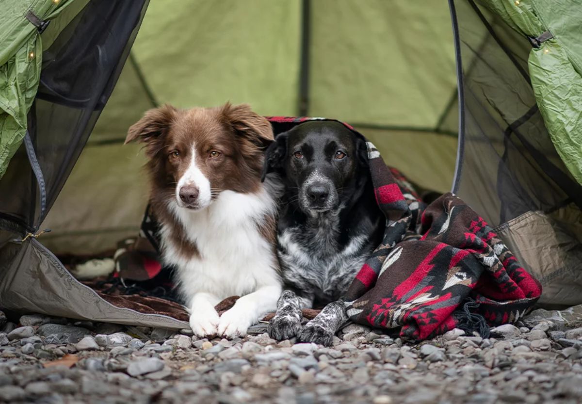 fluffy brown and white dog and black and white dog laying down inside a green and black camping tent
