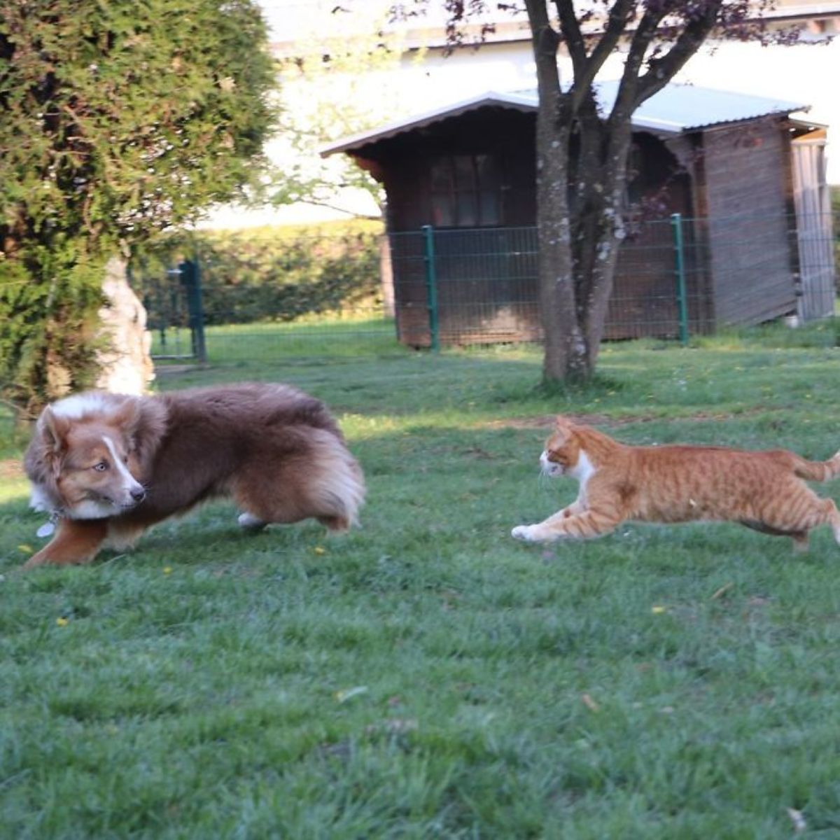 fluffy brown and white dog being chased by an orange and white cat