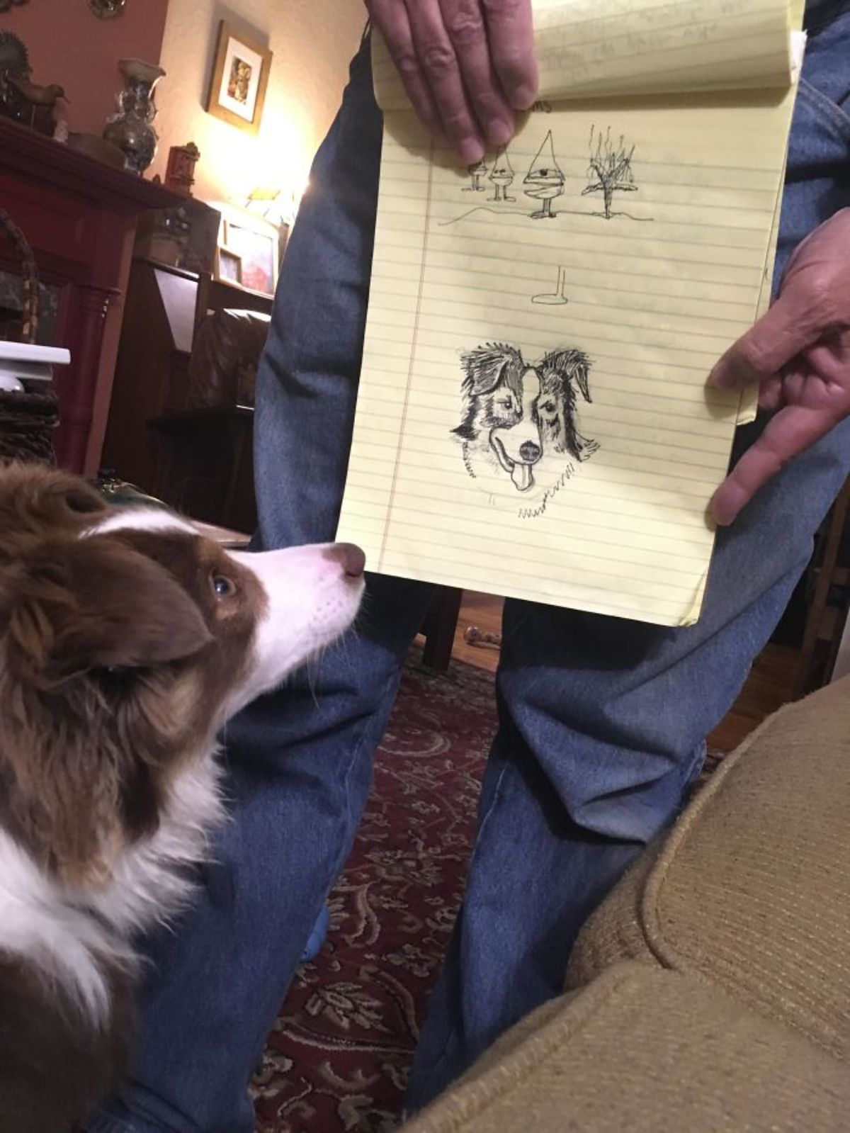 fluffy brown and white dog being showed a drawing of the dog on a yellow lined notepad by someone