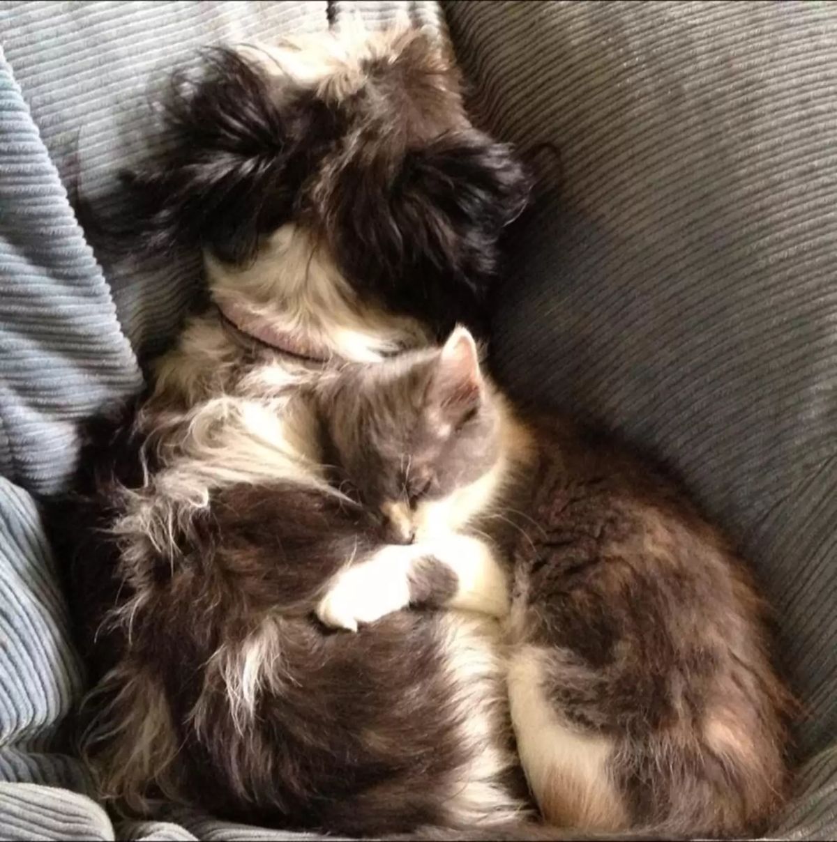 fluffy brown and white dog cuddling with a sleeping brown and white cat on a grey sofa