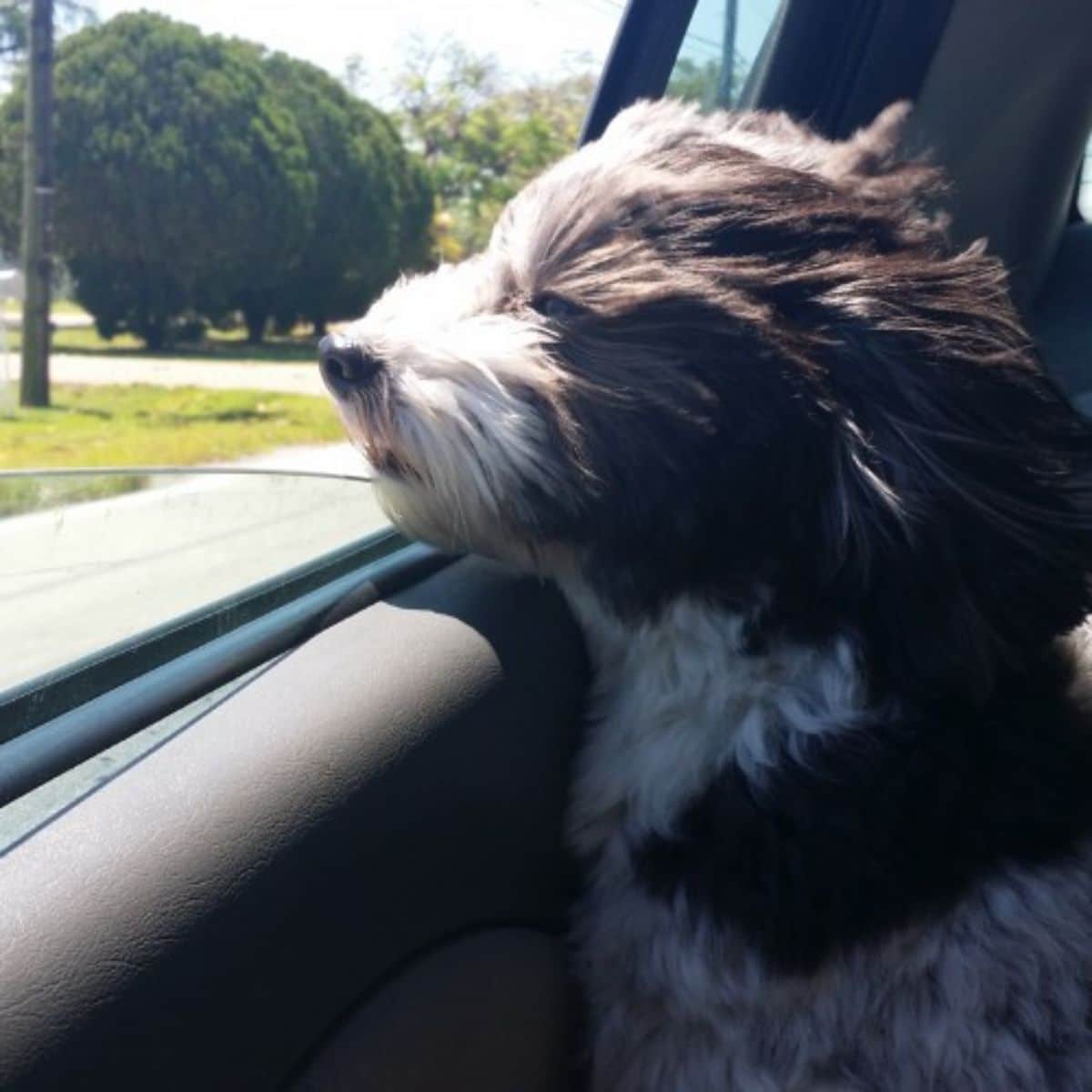 fluffy brown and white dog in a car with the wind blowing the fur back