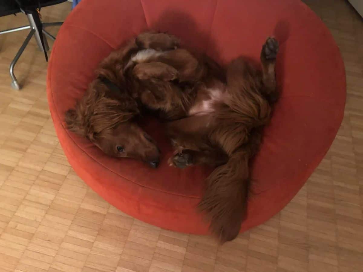 fluffy brown and white dog laying belly up and twisting the head to the side on a red chair