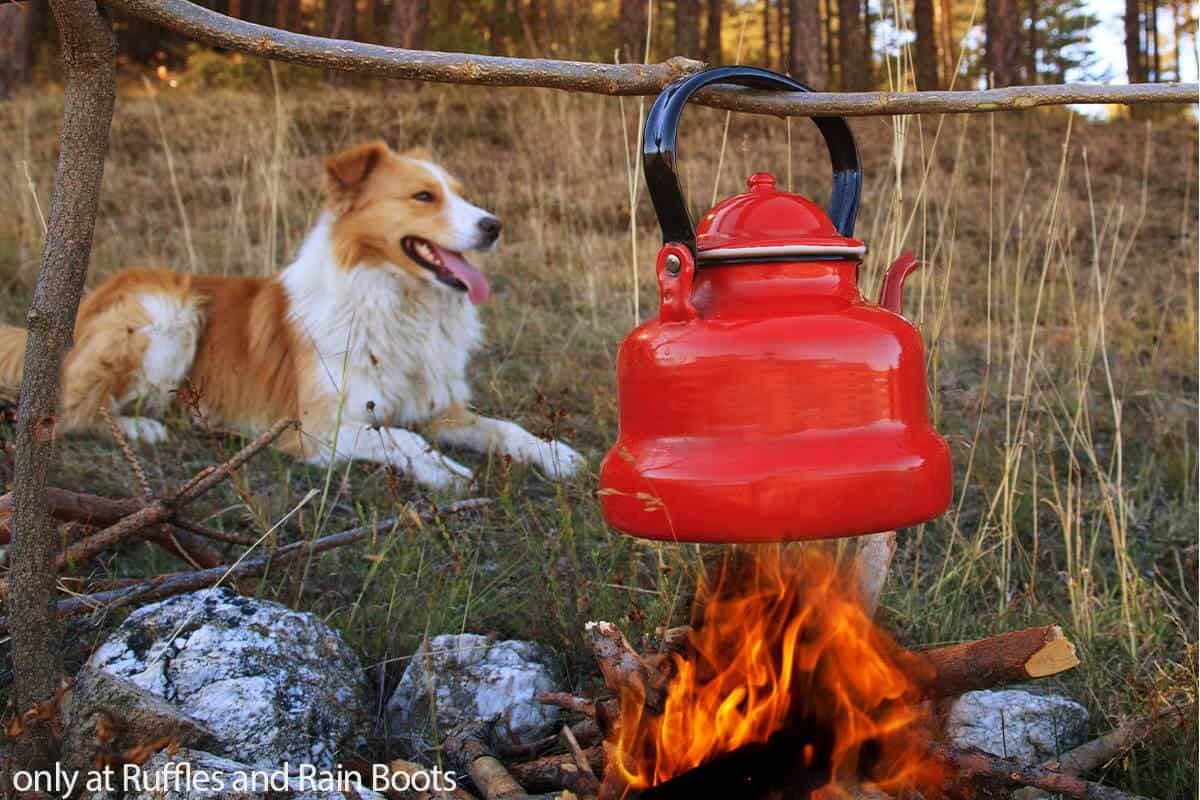 fluffy brown and white dog laying on grass next to a red kettle on a camp fire