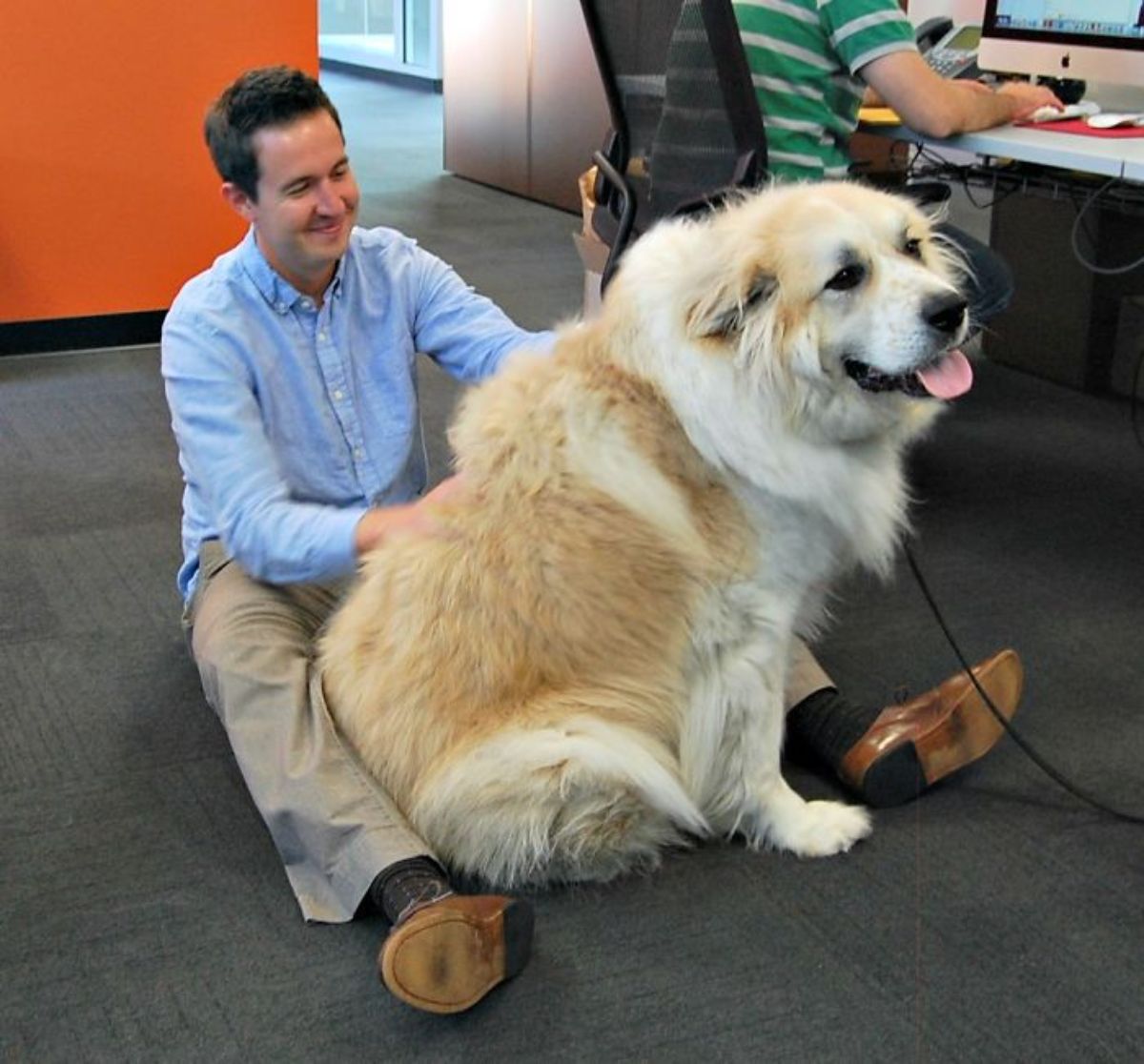 fluffy brown and white dog sitting between a man's stretched out legs on the floor