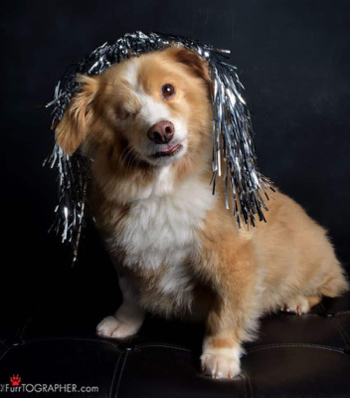 fluffy brown and white one-eyed dog with silver decorations on the head