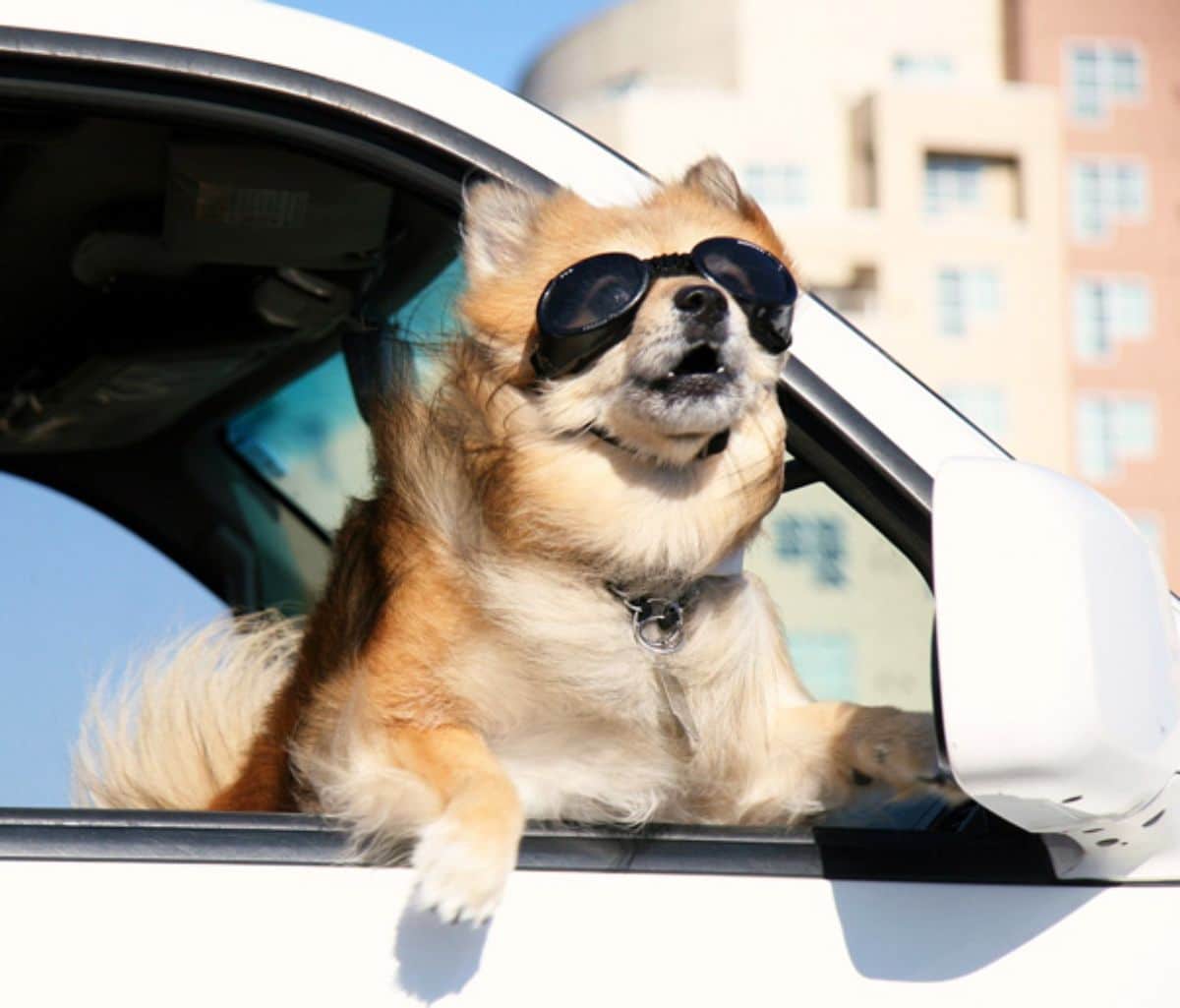 fluffy brown and white pomeranian leaning out of a car wearing black goggles