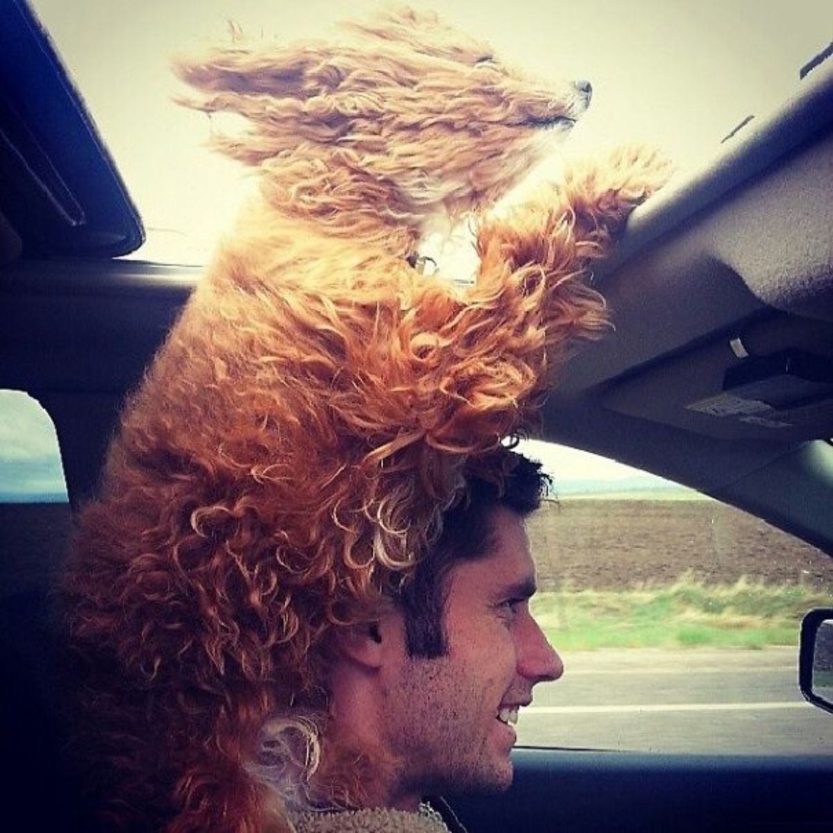 fluffy brown and white poodle sitting on a man's head and looking out through the sunroof