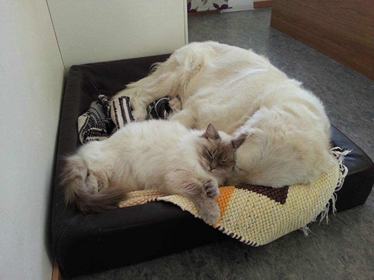 fluffy brown and white siamese cat sleeping cuddled with a fluffy white dog on a black dog bed with blankets