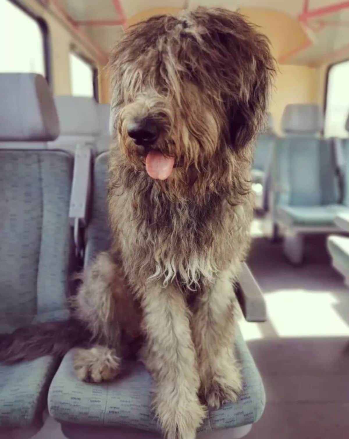 fluffy brown black and white dog sitting on a grey train seat