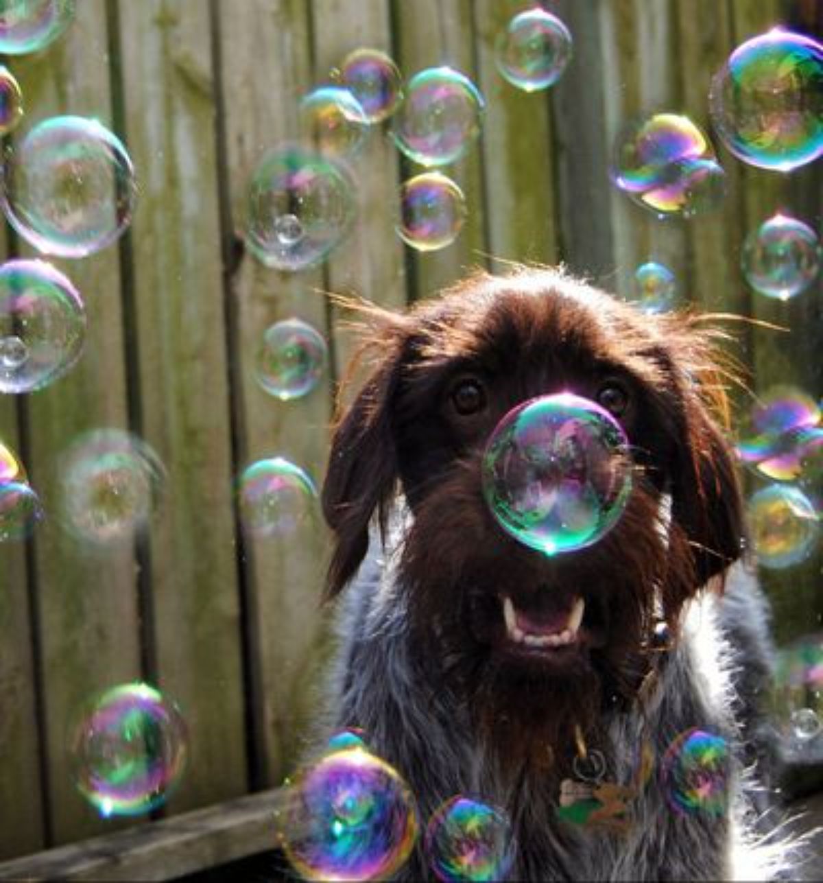 fluffy brown black and white dog surrounded by bubbles