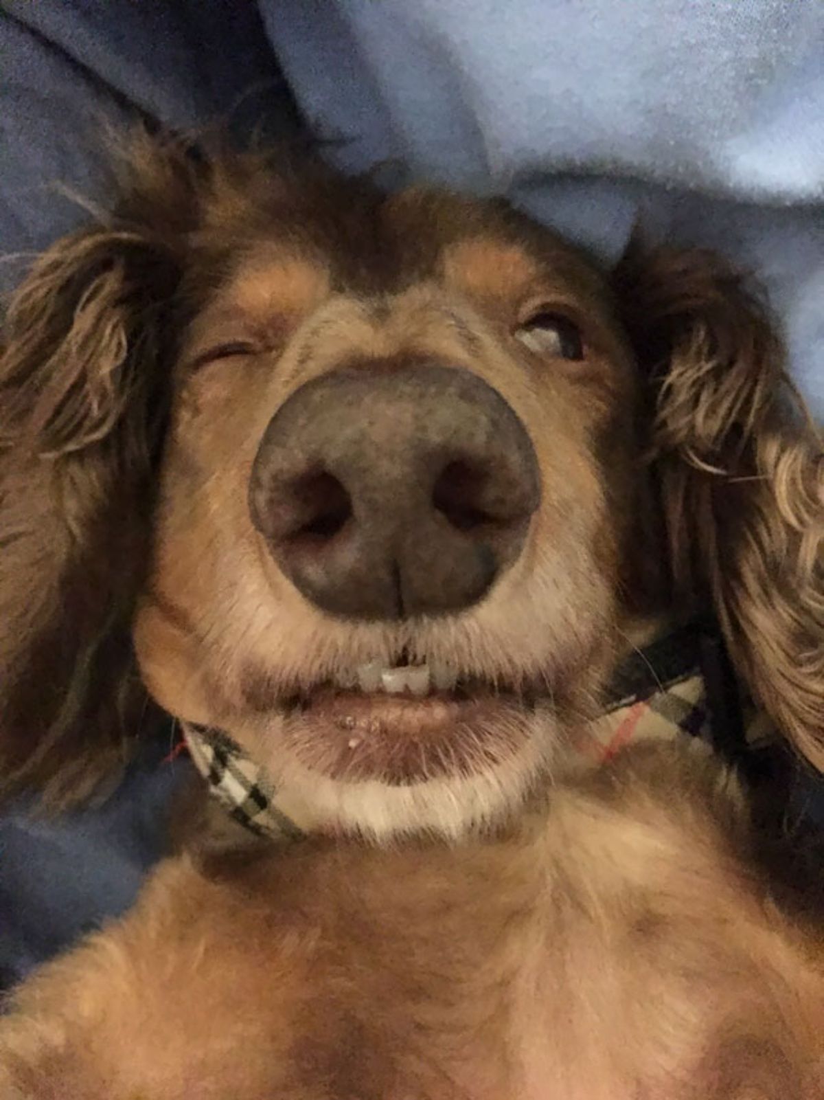 fluffy brown dachshund laying belly up on blue blankets with one eye closed and the bottom teeth showing