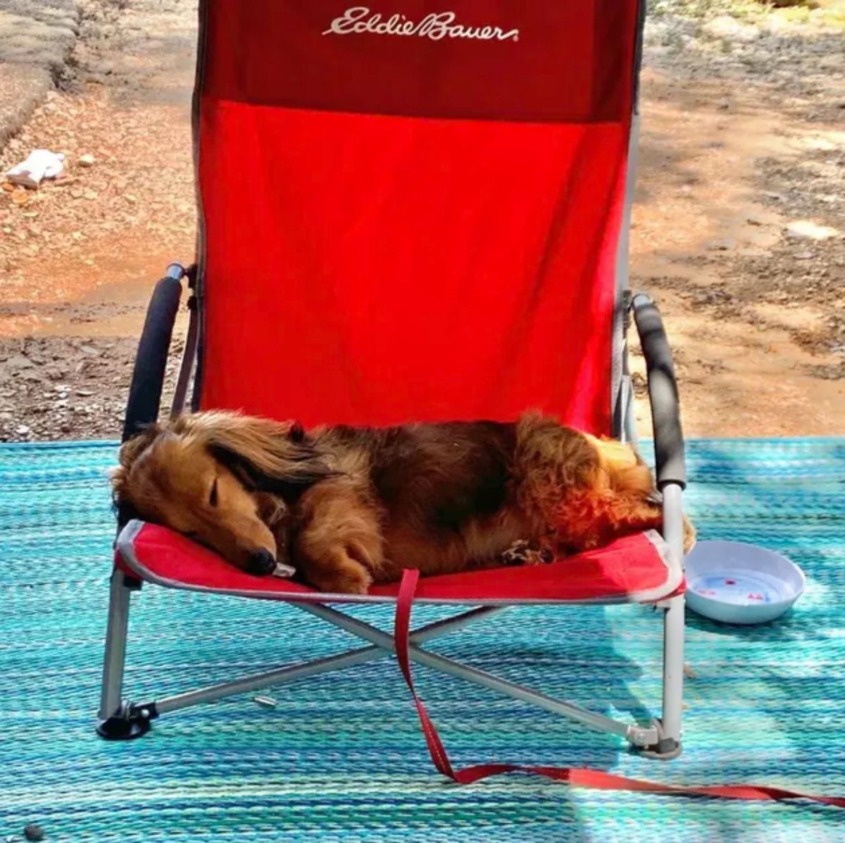 fluffy brown dachshund sleeping on a red camping chair