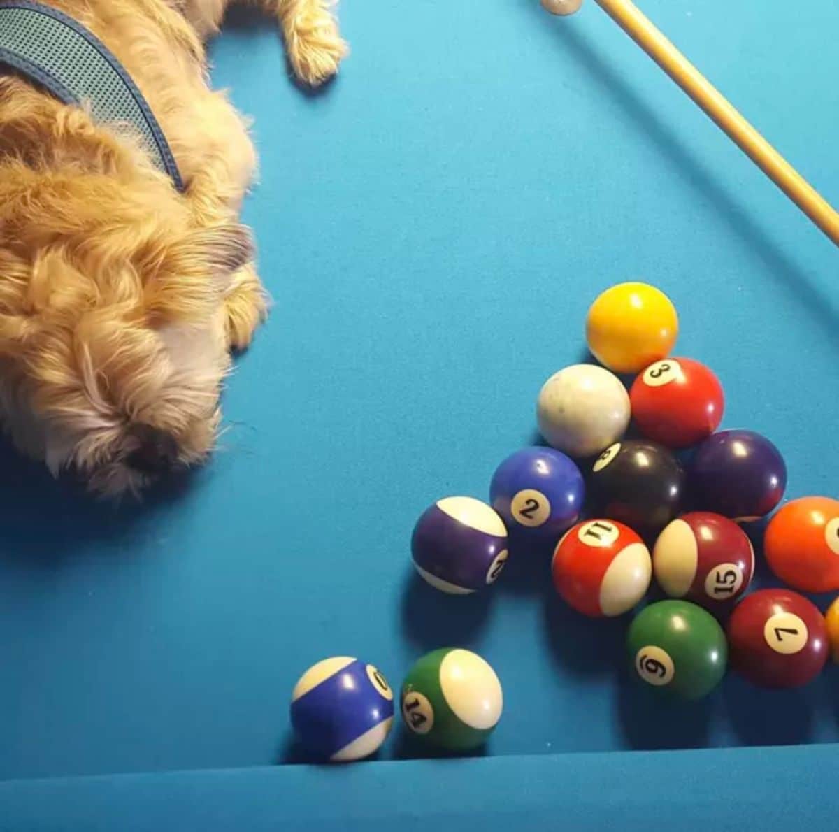 fluffy brown dog laying on a blue pool table next to the pool cue and balls
