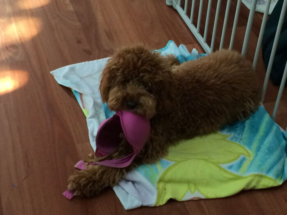 fluffy brown dog laying on a green blanket holding a pink bra in the mouth
