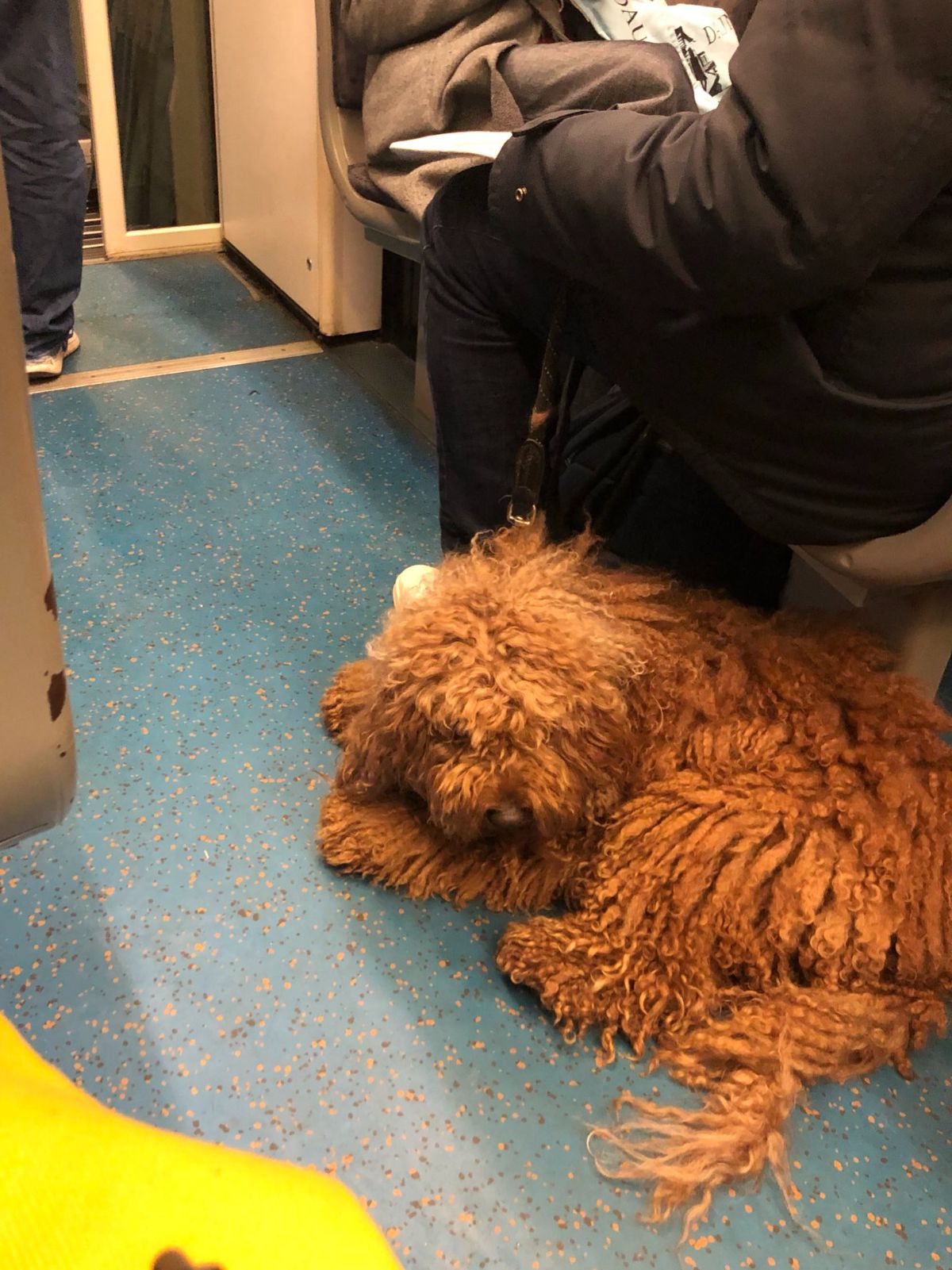 fluffy brown dog laying on the floor of a train