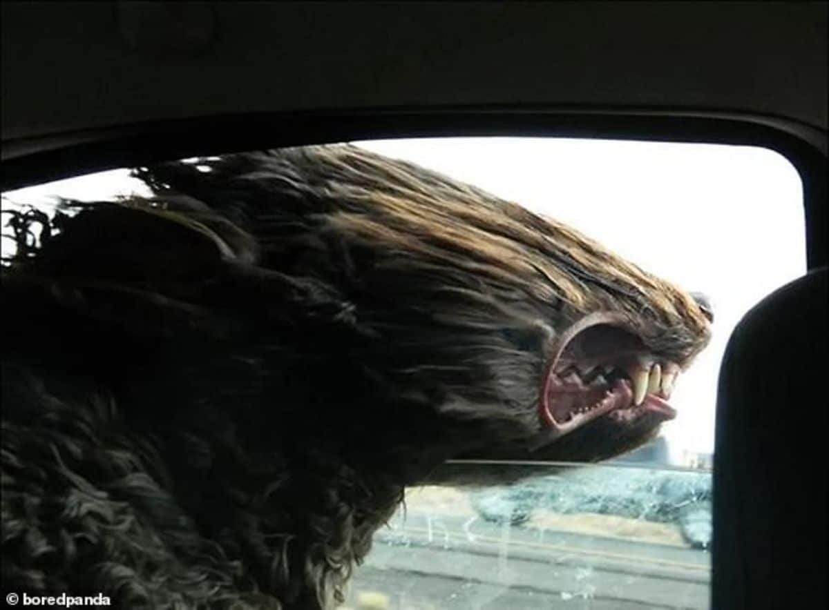 fluffy brown dog leaning out of a car window with the wind blowing back the fur and the dog showing its teeth