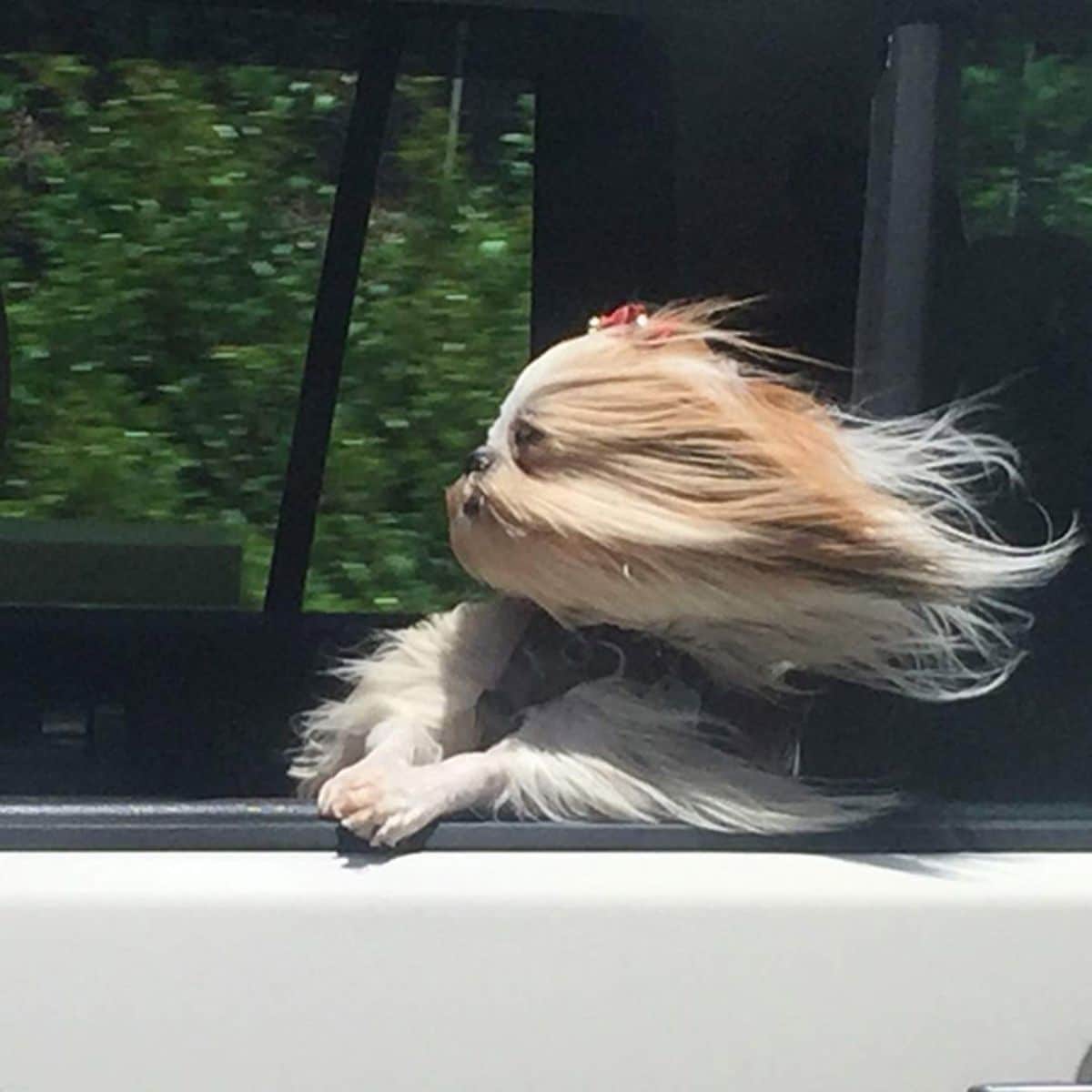 fluffy brown dog leaning out of a car window with the wind blowing the fur back