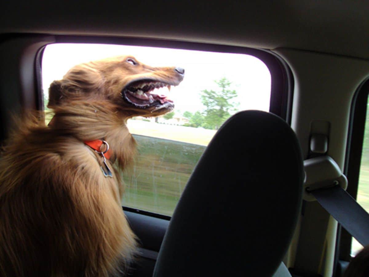 fluffy brown dog leaning out of a car with the wind blowing back the fur and lips