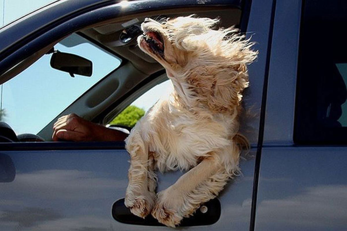 fluffy brown dog leaning out of a vehicle with the wind blowing back the lips and the fur