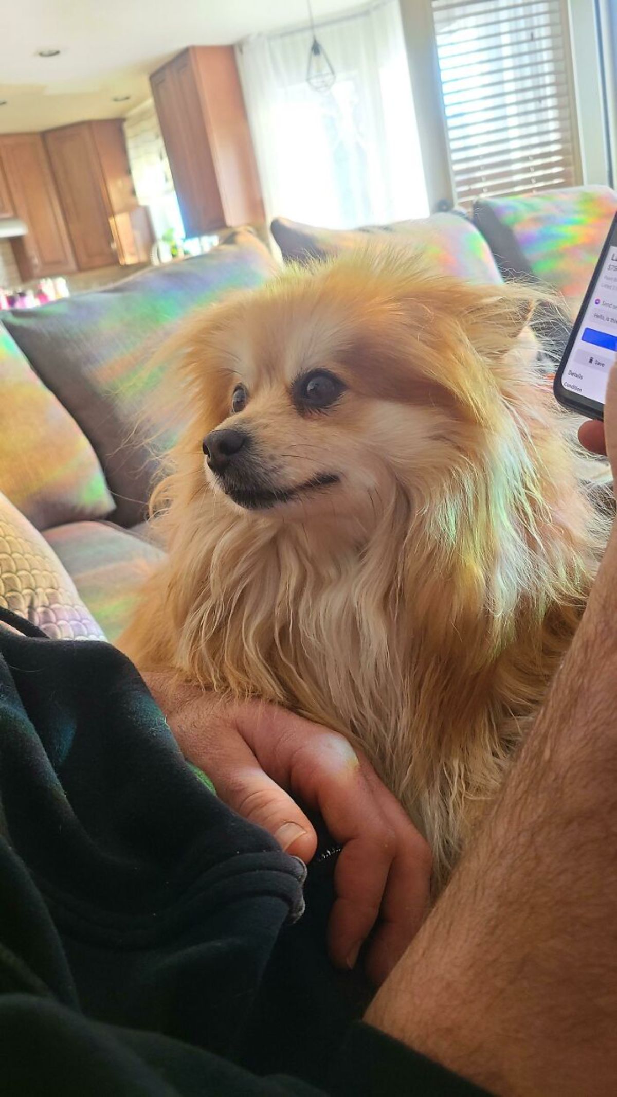 fluffy brown dog looking lovingly at someone