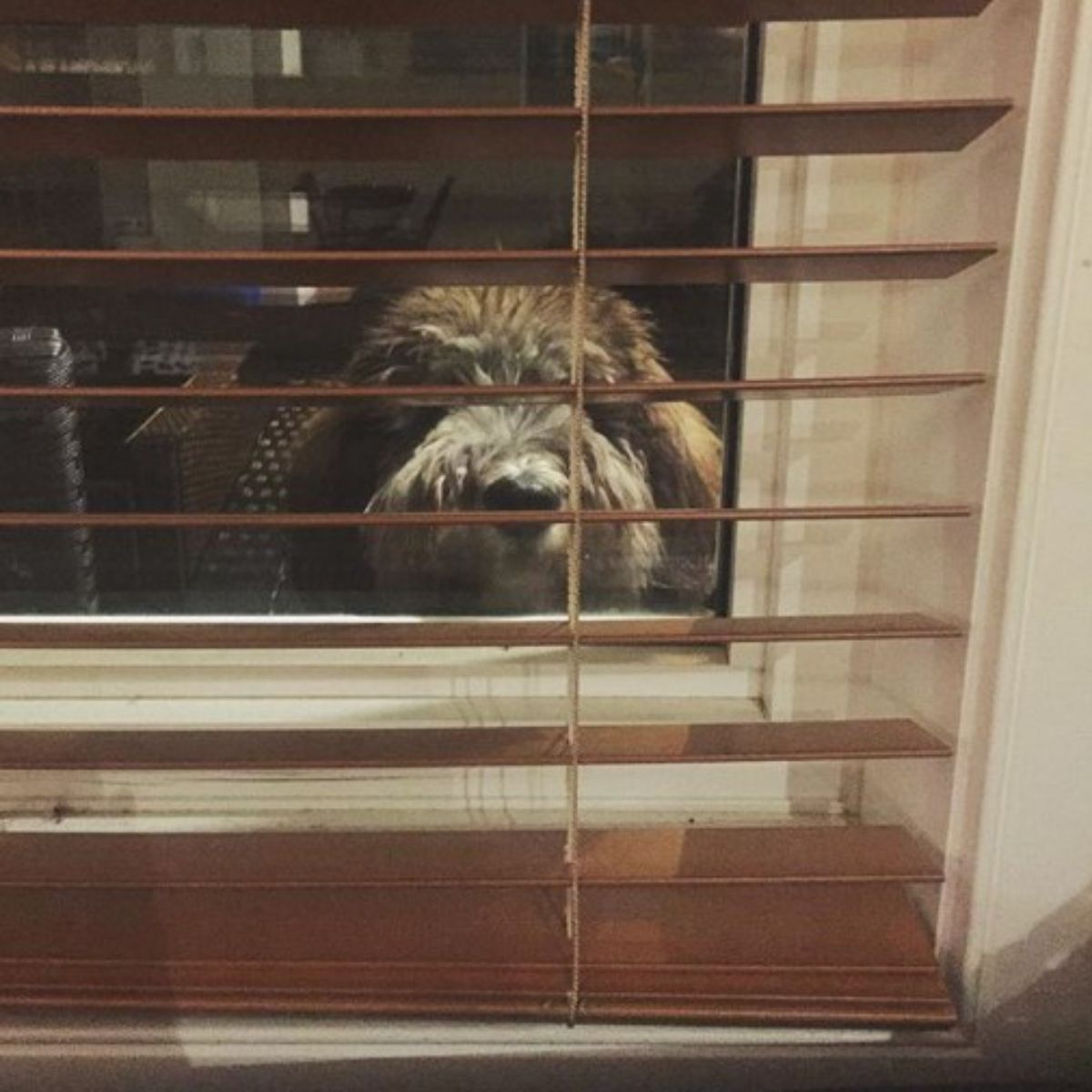 fluffy brown dog peeking through a window into a house
