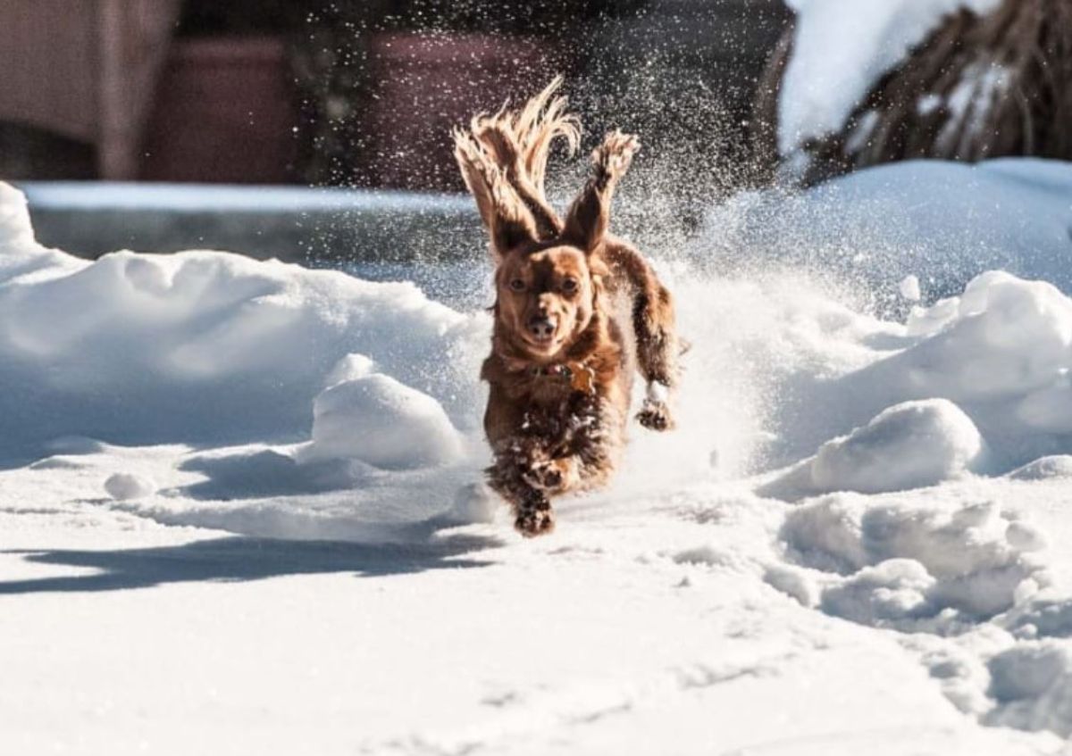 fluffy brown dog running in snow with the legs up in the air