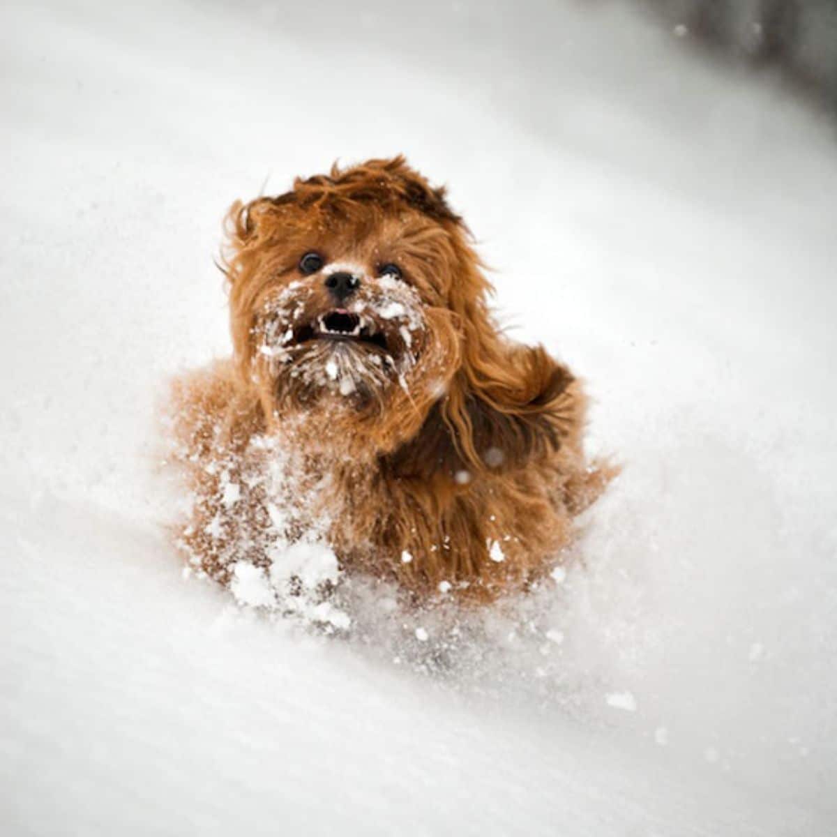 fluffy brown dog running in snow