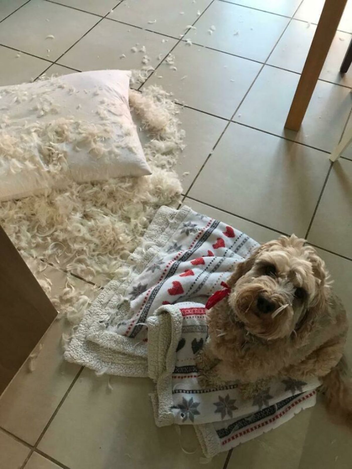 fluffy brown dog sitting next to a ripped up white cushion