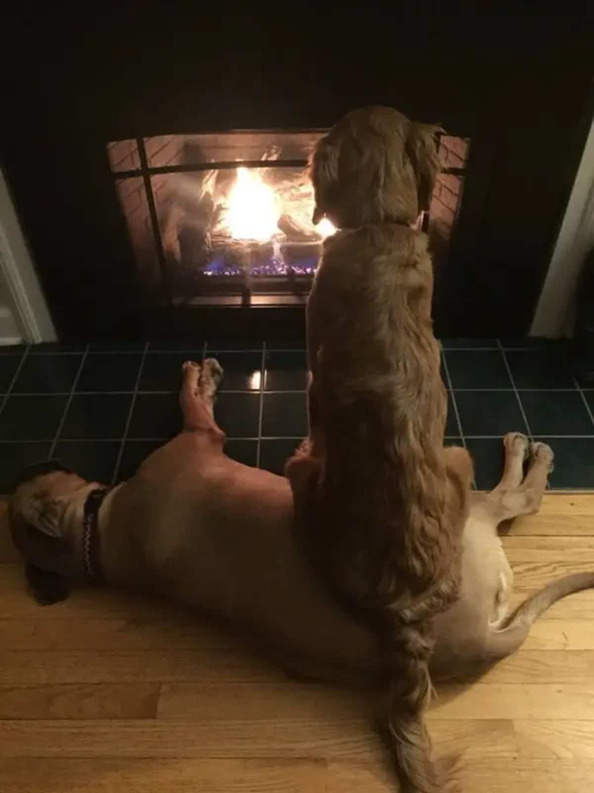 fluffy brown dog sitting on a brown dog laying on the floor in front of a fireplace