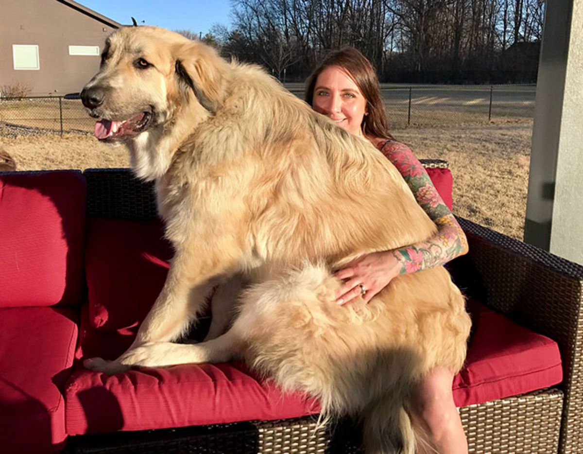 fluffy brown dog sitting on a woman's lap