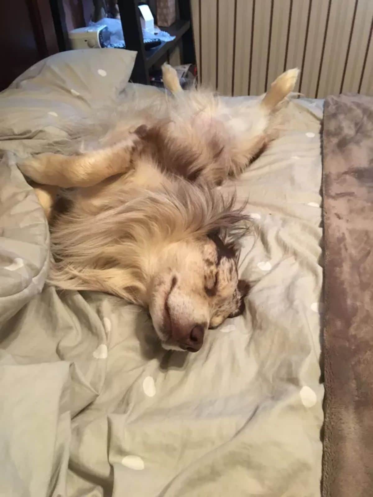 fluffy brown dog sleeping belly up across a brown bed
