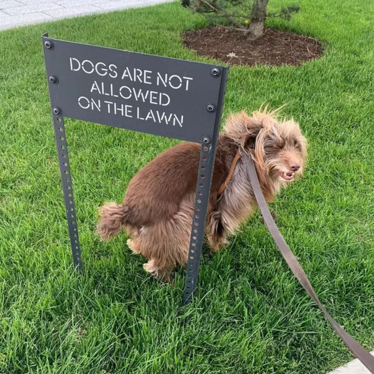 fluffy brown dog standing on grass under a DOGS ARE NOT ALLOWED ON THE LAWN sign
