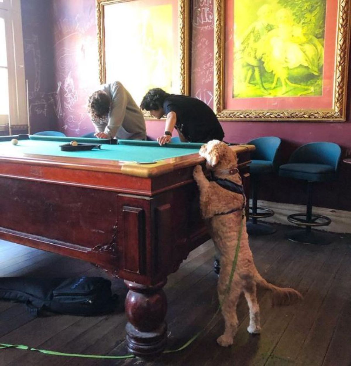 fluffy brown dog standing on hind legs and peeking over a grene pool table with two men on the other side