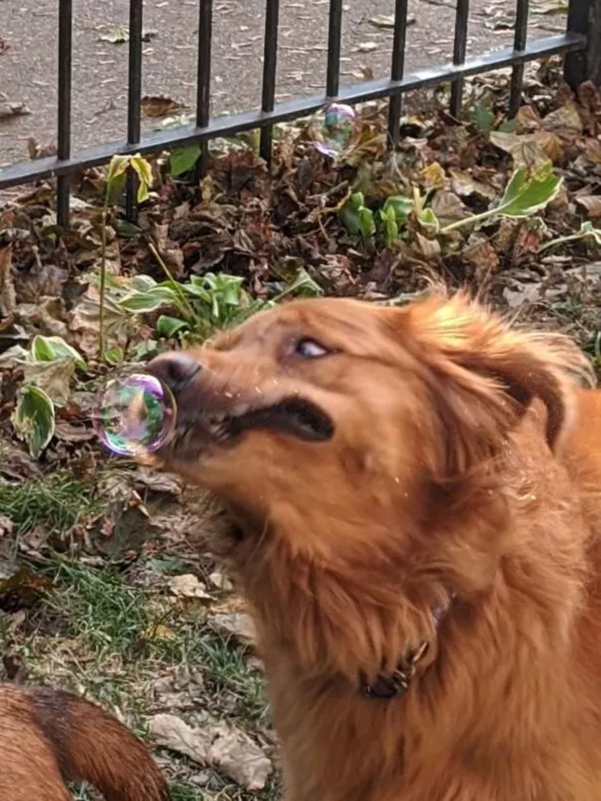 fluffy brown dog trying to catch bubbles