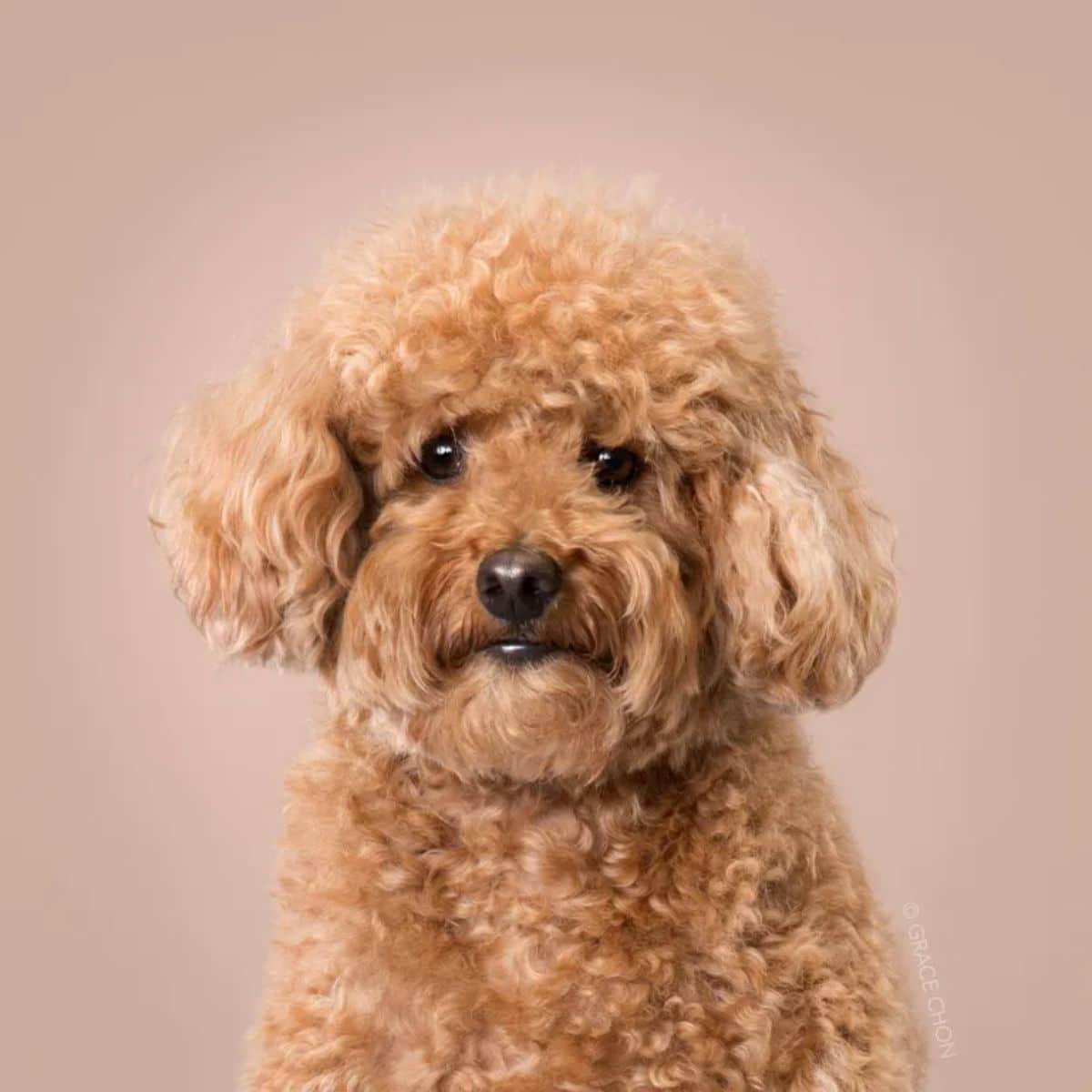 fluffy brown miniature poodle
