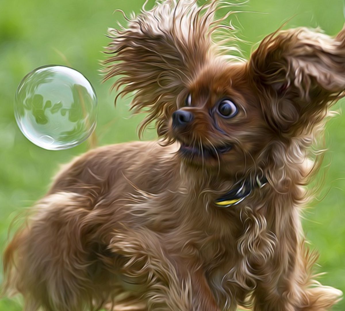 fluffy brown papillon looking at a giant soap bubble