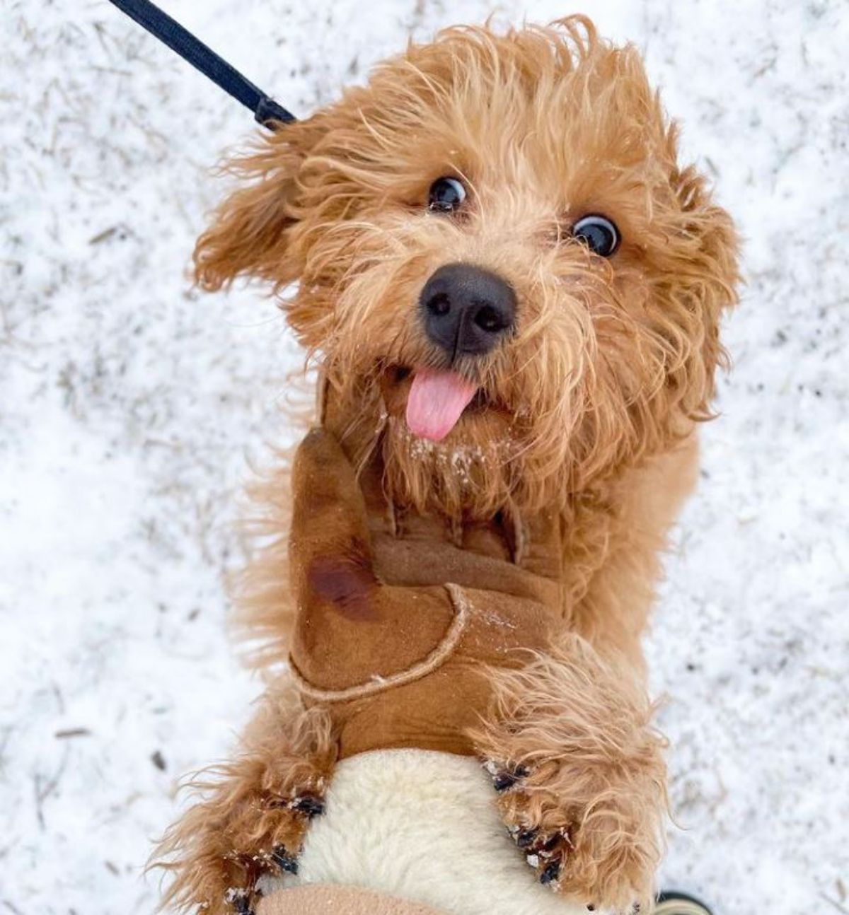 fluffy brown poodle standing in snow with the front paws holding someone's hand