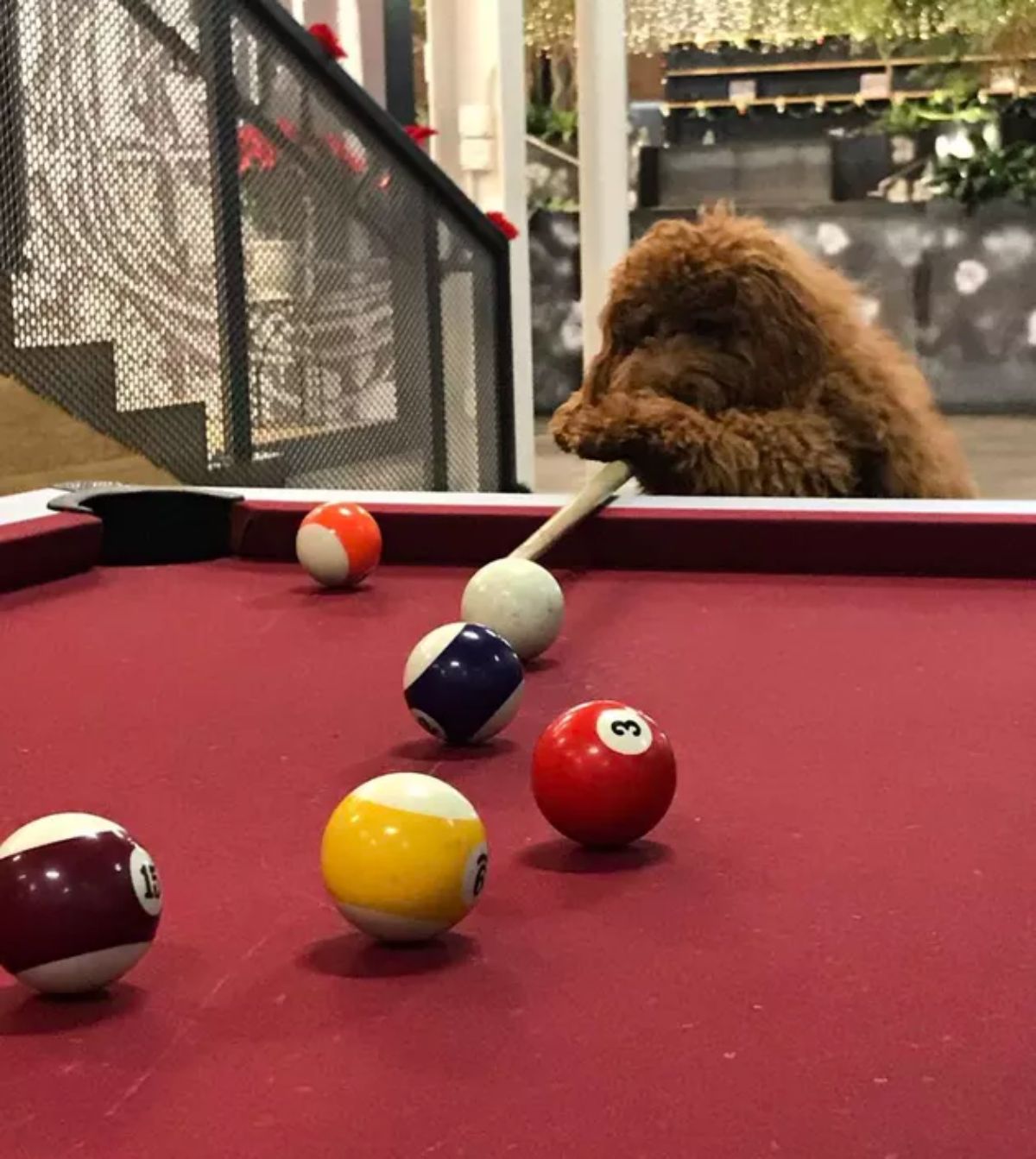 fluffy brown poodle standing on hind legs and holding onto a pool cue on a red pool table